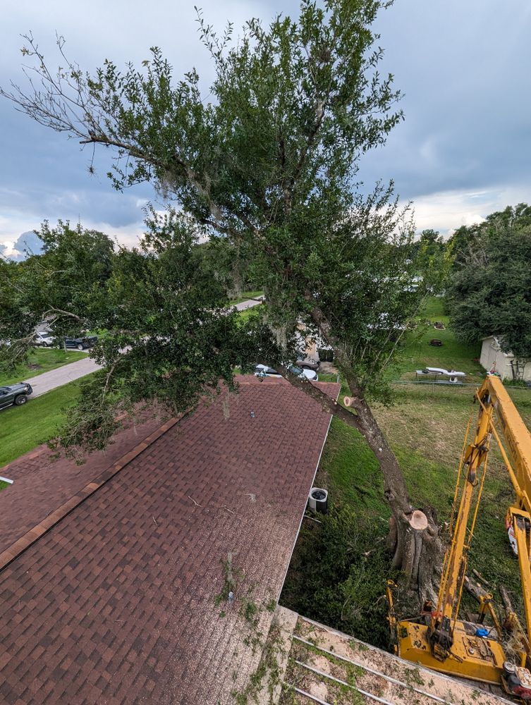 All Photos for Regal Tree Service and Stump Grinding in Wauchula, FL