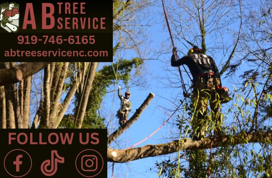 All Photos for AB Tree Service in Raleigh, NC