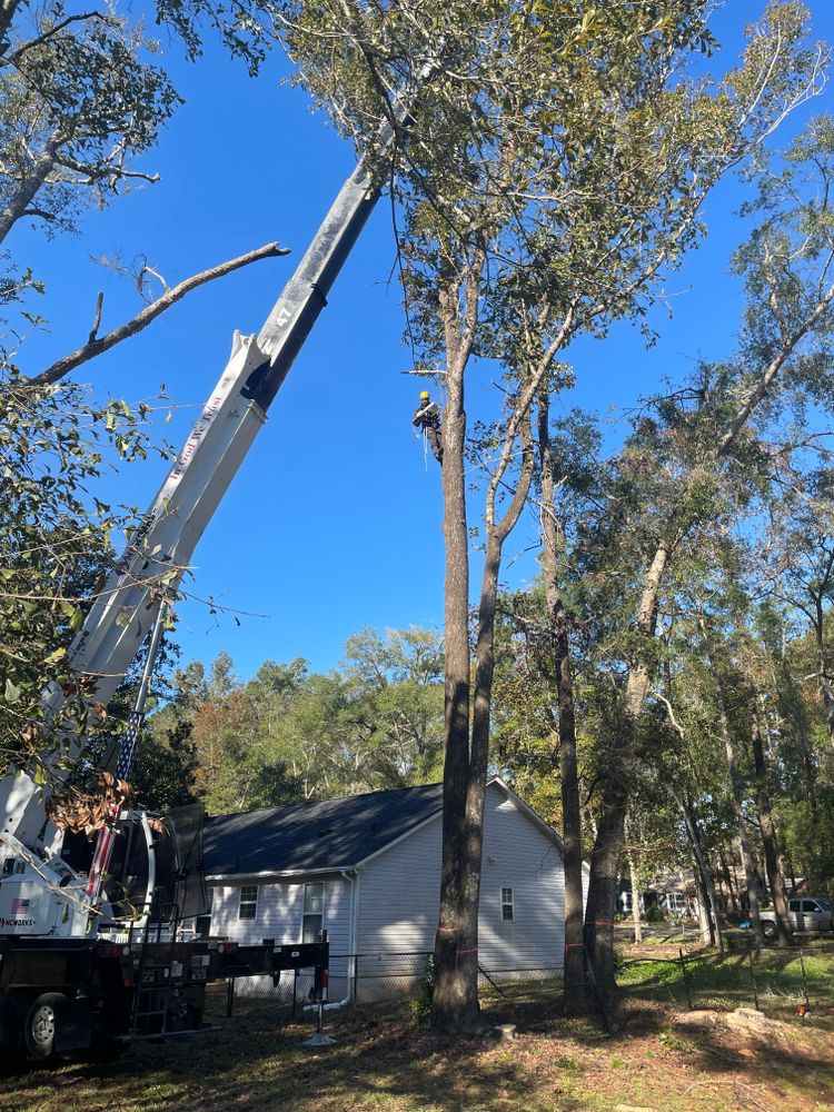 All Photos for Tates Tree Service in Tallahassee, FL