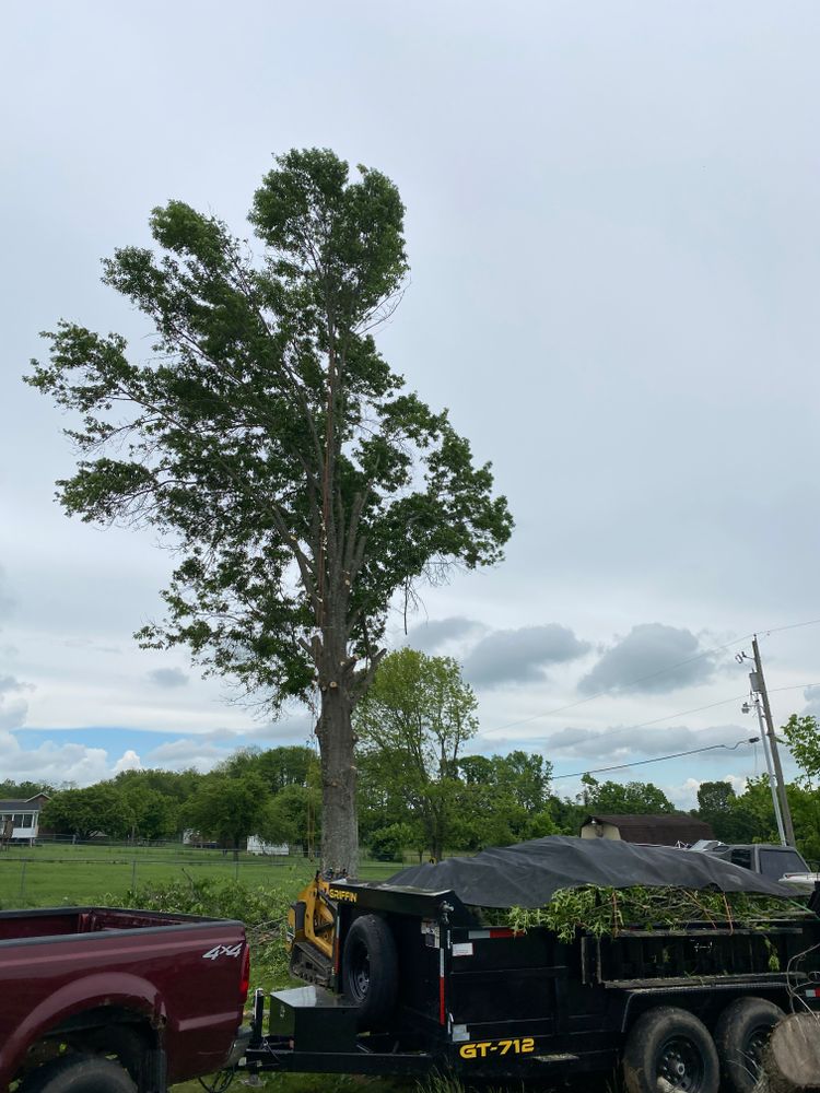Tree Removal for Houtz Tree Service in Lexington, KY