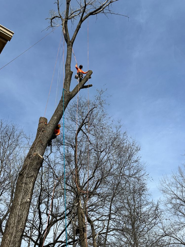 All Photos for Cross Family Tree Service in Kearney, MO