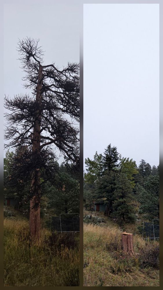Tree Removal for Family Tree & Landscape LLC in Aurora, CO