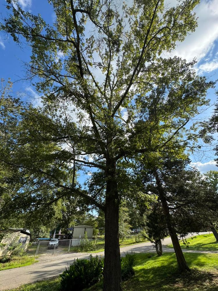 Our Tree Trimming service ensures healthy, well-maintained trees by expertly pruning for optimal growth and safety, enhancing your property’s aesthetics while preventing potential hazards caused by overgrown or damaged branches. for O'Connor Clearing and Hauling LLC in Anderson County, SC