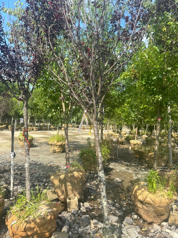 All Photos for Oakhurst Landscaping and Tree Service in Charlotte, NC