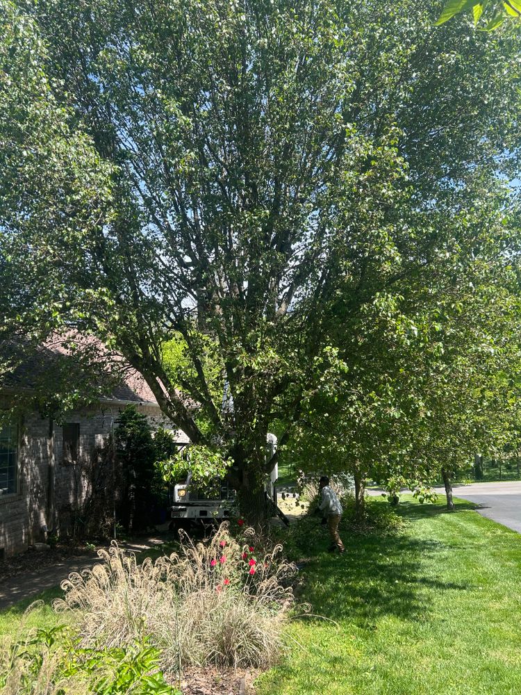 All Photos for Optimum Tree Service And Landscaping in Bowling Green, KY