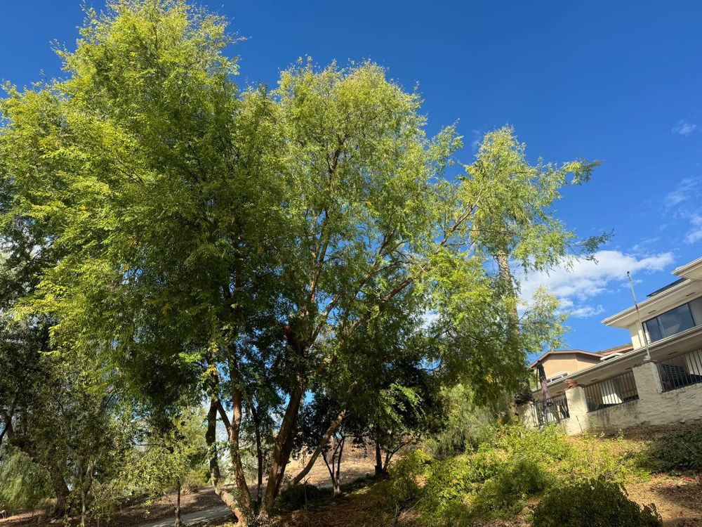 Property Clean Up for The Tree Fairy in Temecula, CA