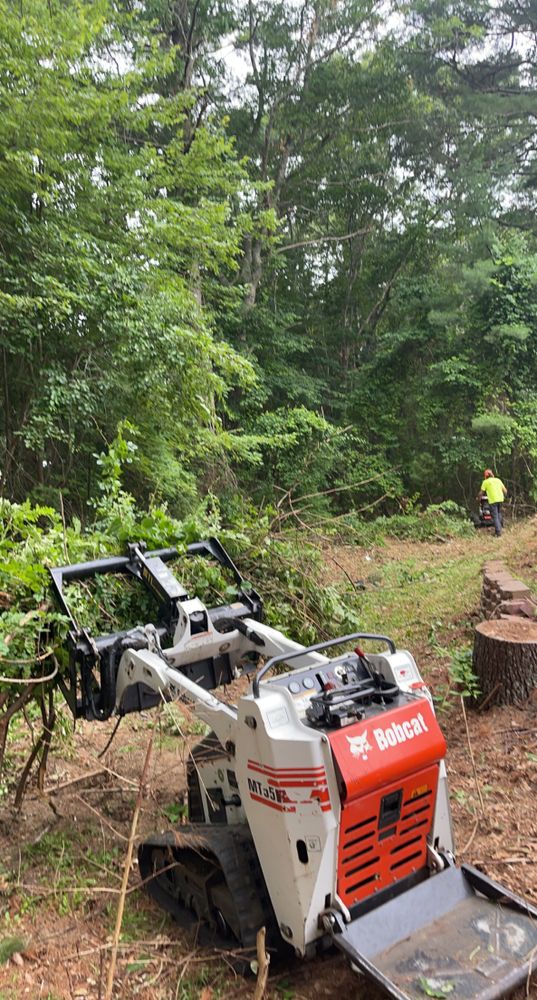 Tree Removal for Robery's Tree Service in West Wareham, MA