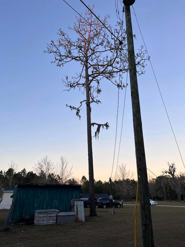 Tree Removal for Mustard Seed Lawn And Tree   in Trenton, FL