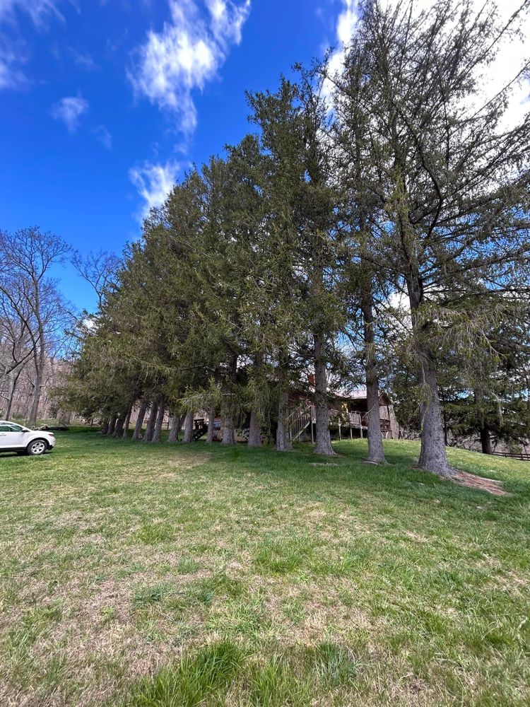 All Photos for NRV Tree Pro, LLC in Narrows, VA