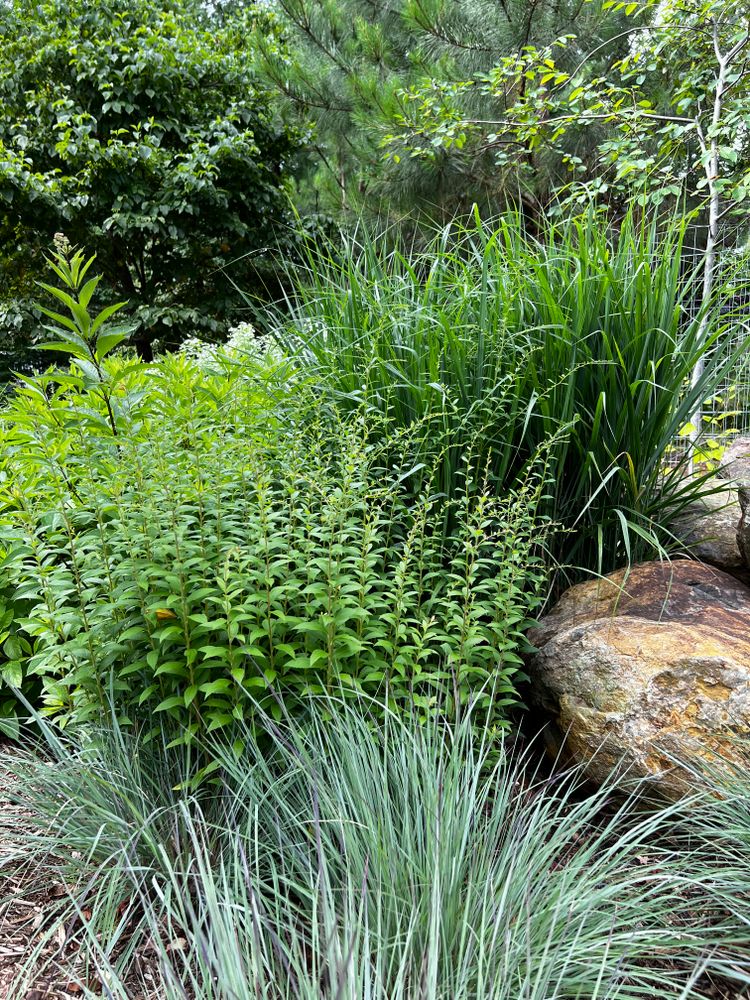 All Photos for Christina King Landscape Design in West Raleigh, NC