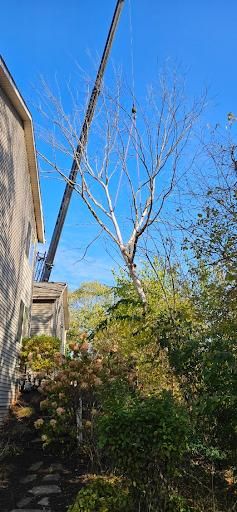 All Photos for Olson Tree Service, Inc in Rockford, IL