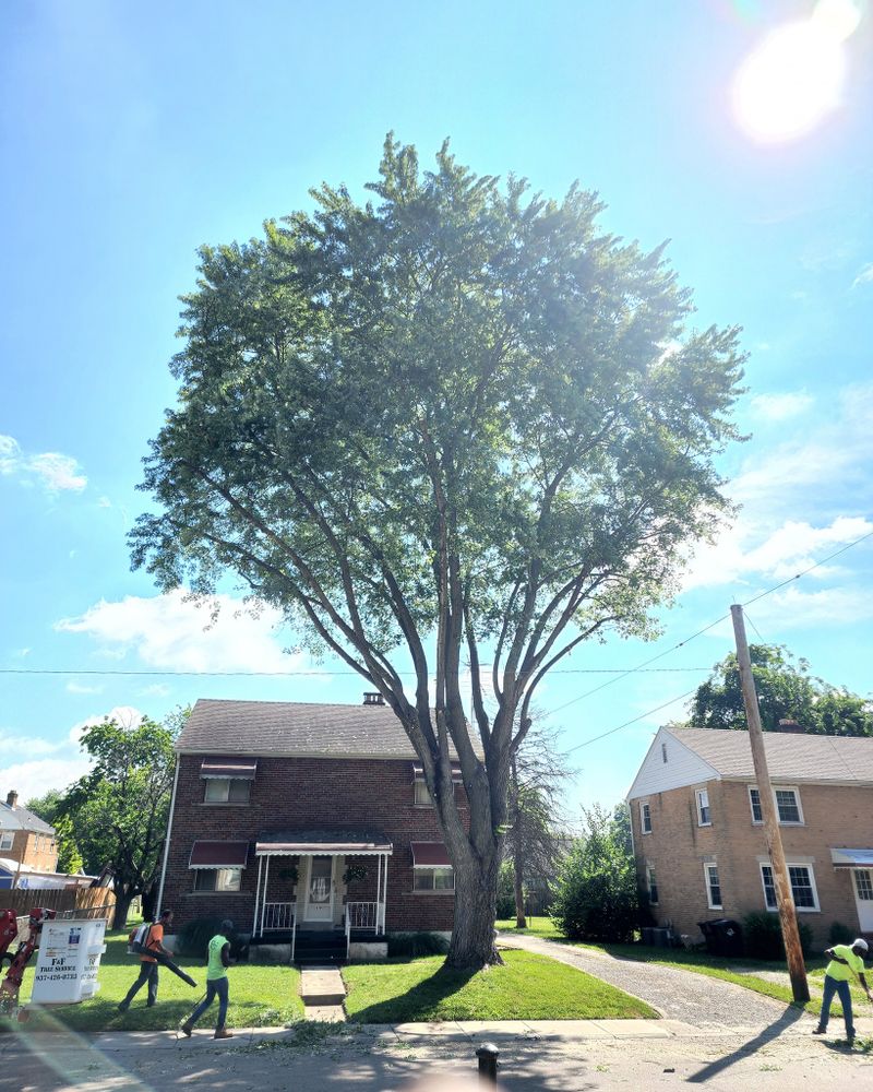 Tree Trimming and Removal for F & F Tree Service in Beavercreek, OH