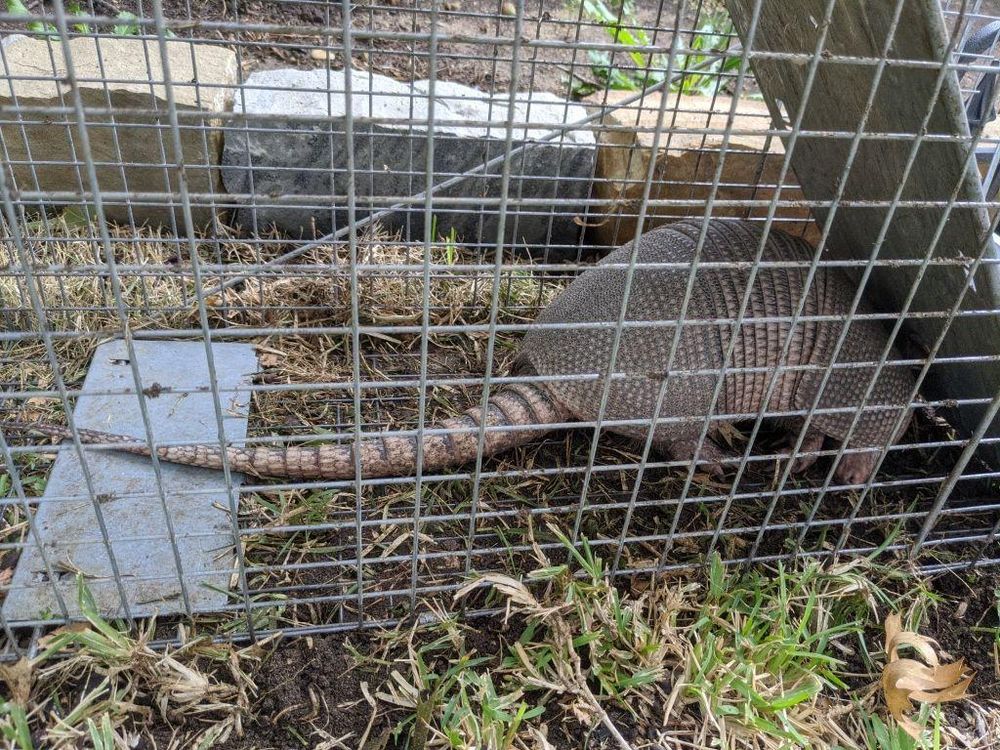 All Photos for Topper's Wildlife Removal in Garland, TX