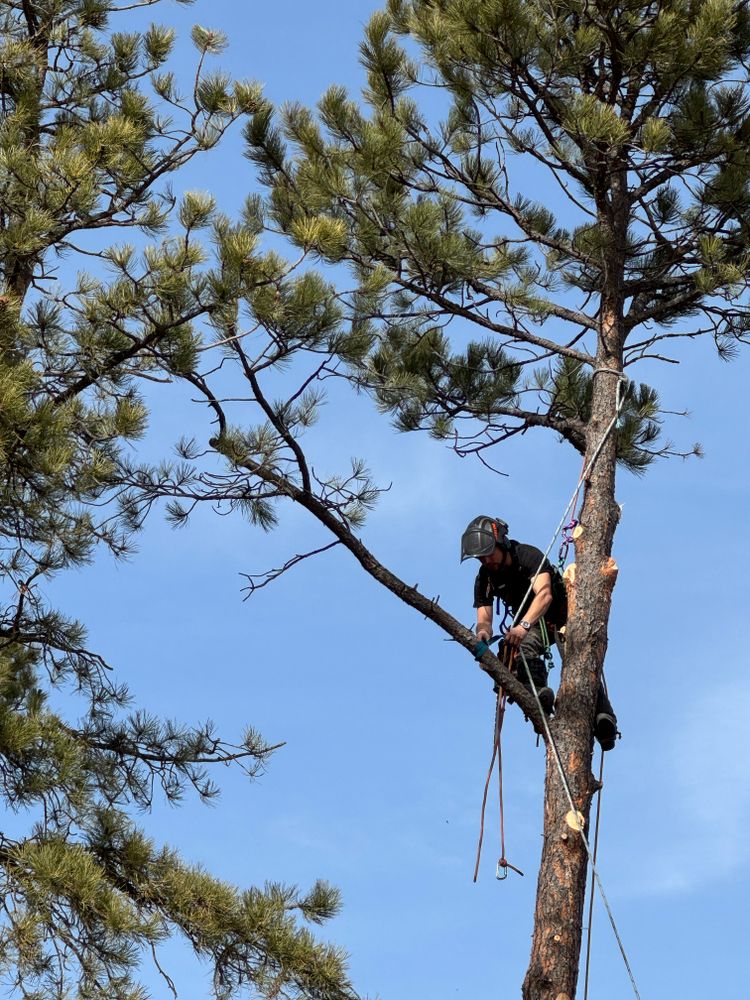 All Photos for Elevated Tree Care in Gillette, WY