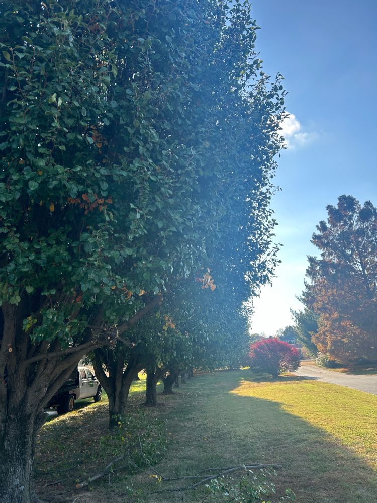 Tree Removal for Optimum Tree Service And Landscaping in Bowling Green, KY