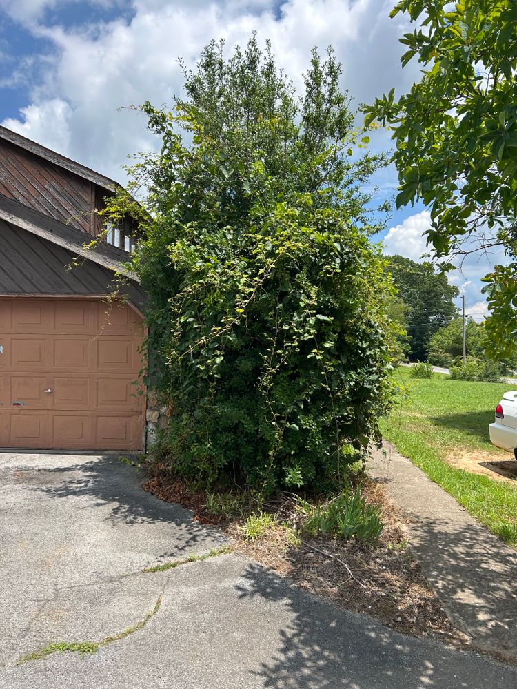All Photos for Gatrell Landscape & Tree Removal in Bluff City, TN