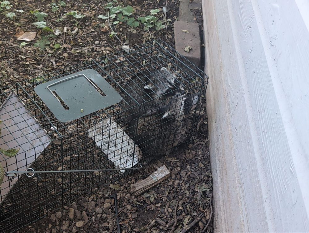 All Photos for Topper's Wildlife Removal in Garland, TX