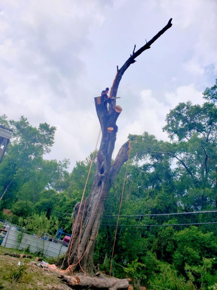 Tree Removal for The Third Day Land Management Company  in Tampa,  FL