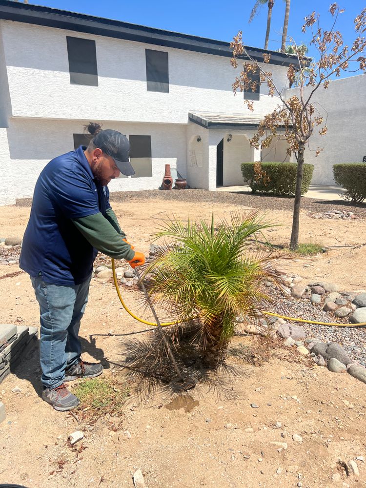 All Photos for AZ Tree & Hardscape Co in Surprise, AZ