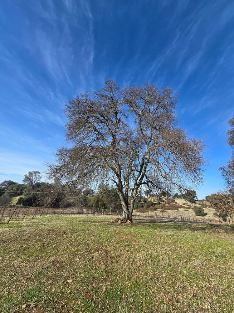 All Photos for Terra Heights Tree Experts & Landscaping  in Grass Valley,  CA