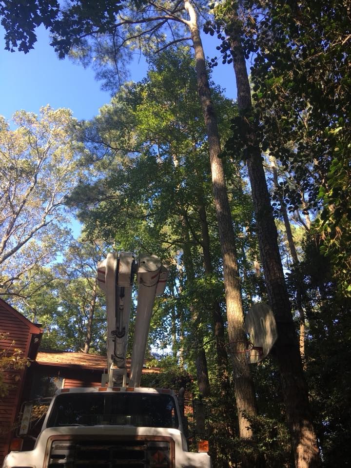 Tree Services for Leonard’s Tree Service in Toano, VA