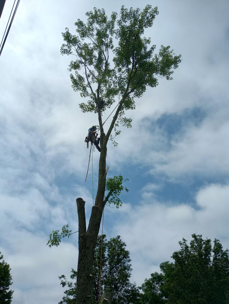 All Photos for Kingdom Tree Trimming and Removal LLC in Covington, KY