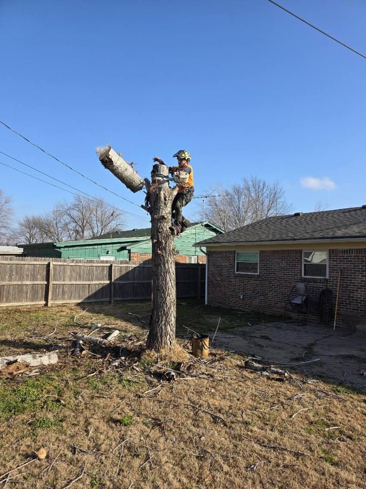 All Photos for Oklahoma Tree Guy in Bartlesville, OK