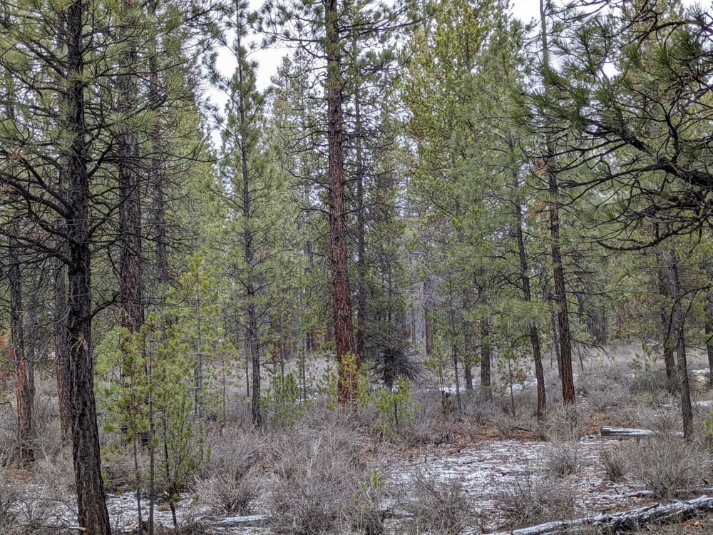 Our Tree Trimming service enhances your property's safety and beauty by expertly pruning trees, promoting healthy growth, preventing overgrowth issues, and ensuring a well-maintained outdoor environment tailored to your needs. for Bailey's Cutting LLC in Bend, Oregon