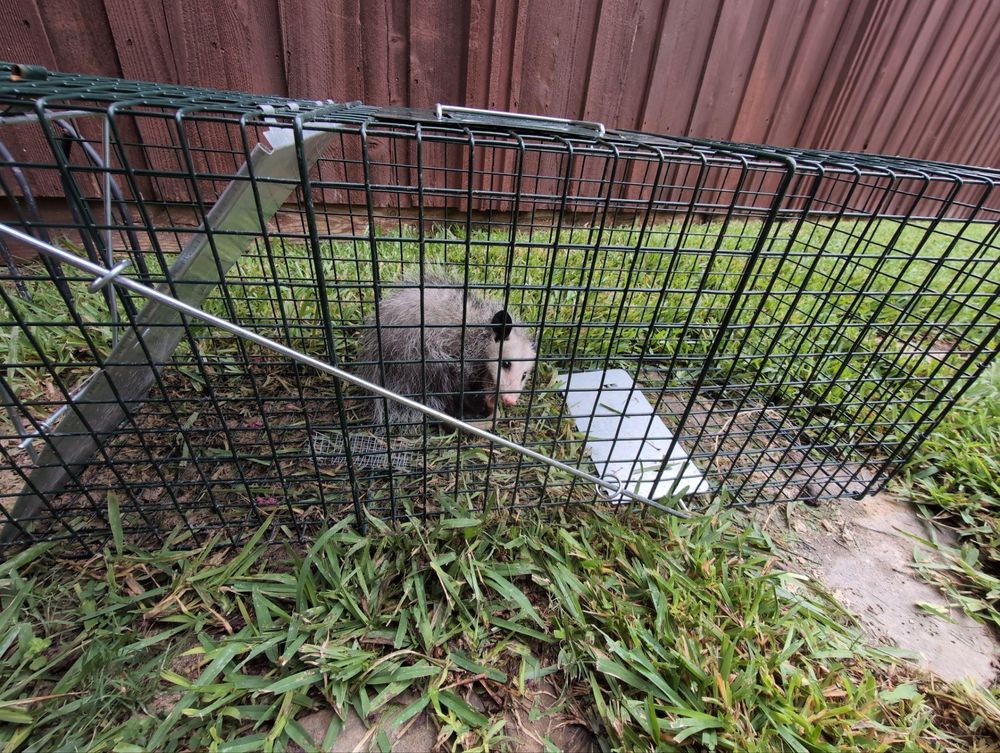 All Photos for Topper's Wildlife Removal in Garland, TX