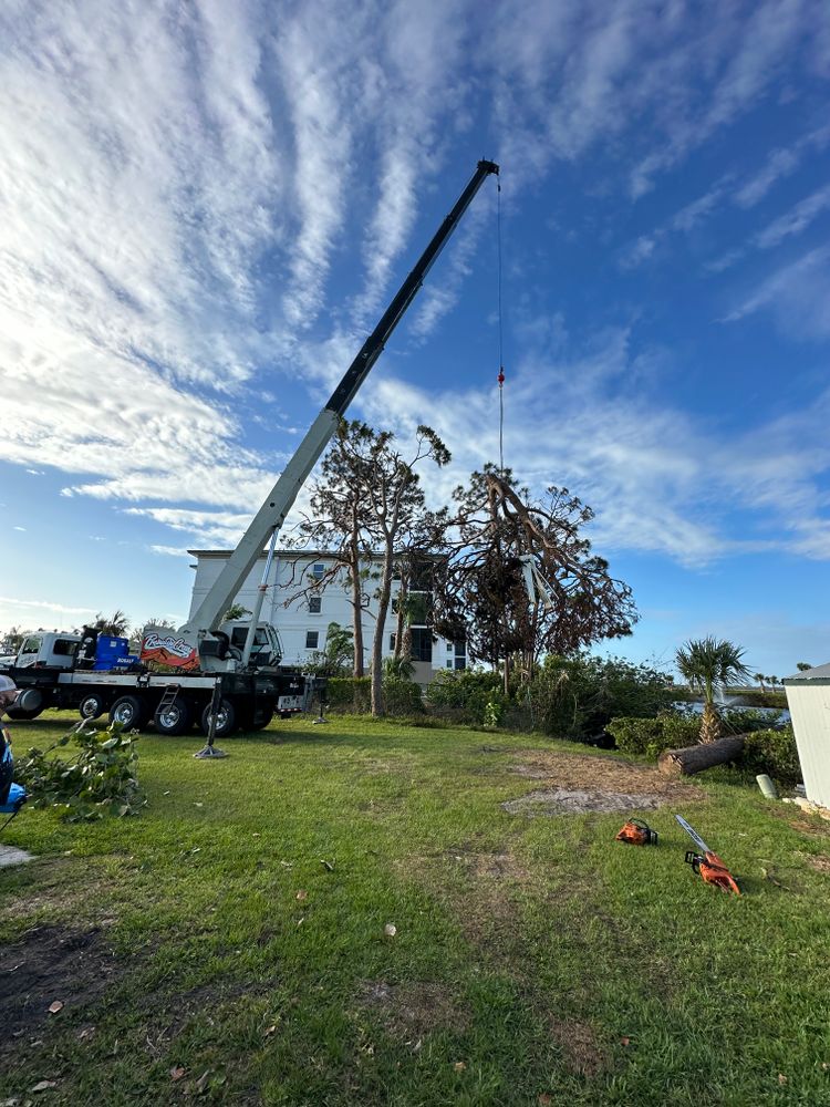 All Photos for MX Trees LLC in Englewood, FL