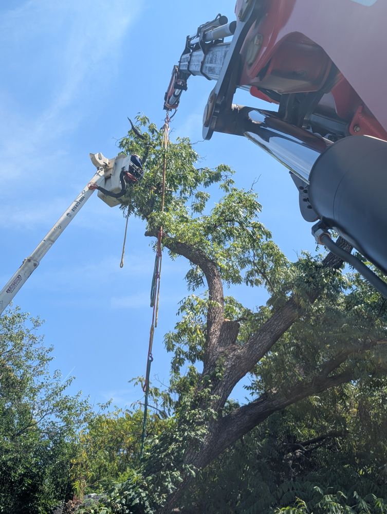 All Photos for Mitchell Tree Company in Lathrop, MO