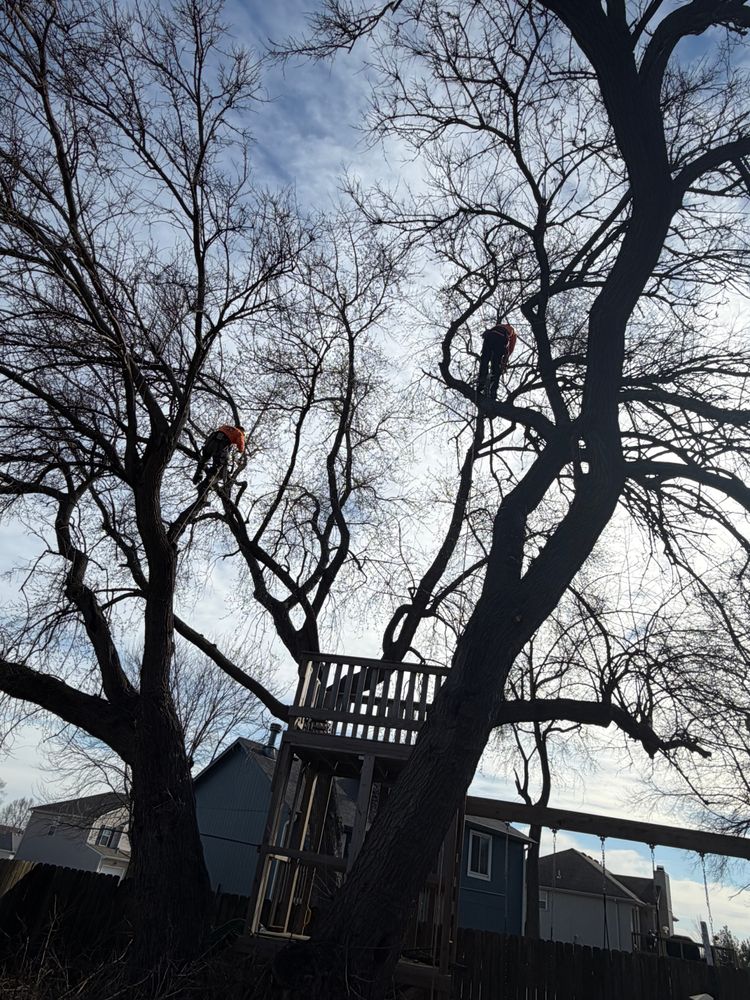All Photos for Cross Family Tree Service in Kearney, MO