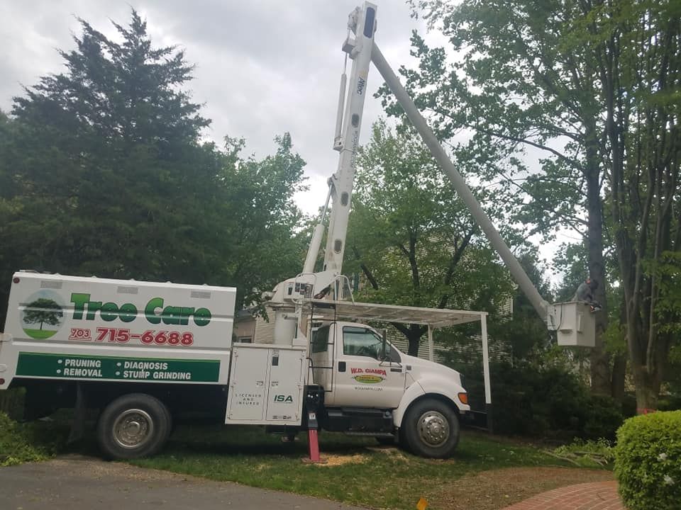 All Photos for W D Giampa Lawns and Landscape Inc. in Independent Hill, VA