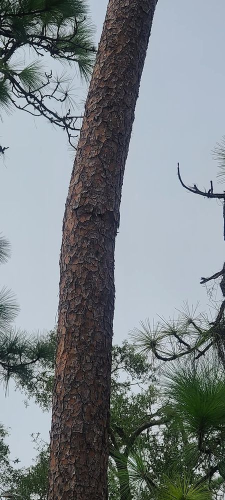 Tree Removal for Daniel Hickey’s Tree Service in DeLand, FL