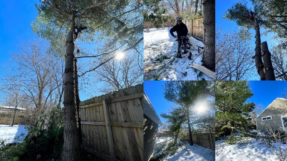 All Photos for D Hale Tree Service in Ann Arbor, MI