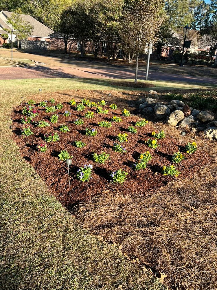 Landscaping for Amis Lawn and Landscape, LLC in Clinton, MS