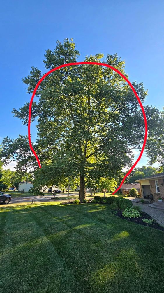 All Photos for F & F Tree Service in Beavercreek, OH