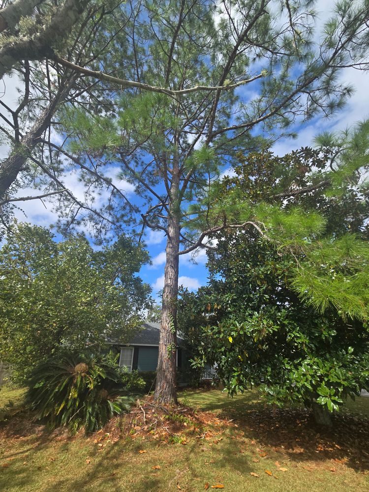 All Photos for Southern Shade Property Service in Ray City, GA