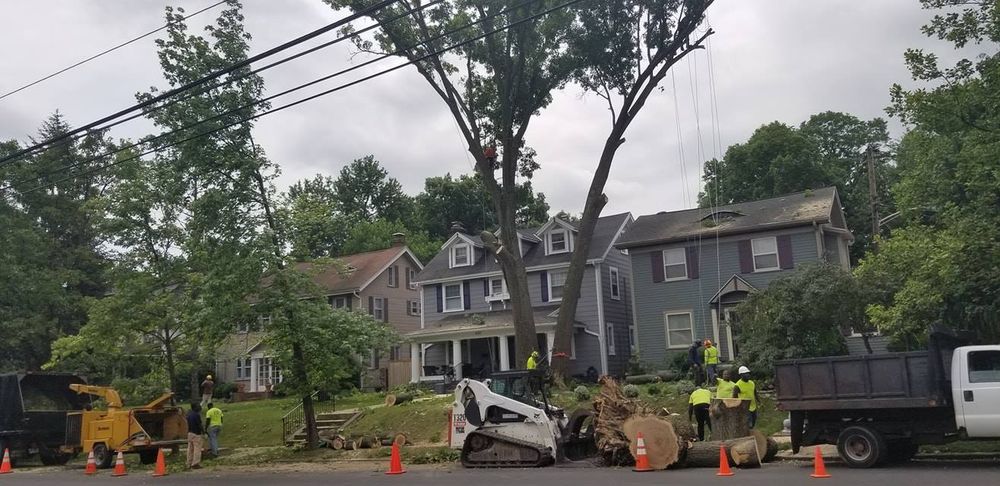 Tree Trimming and Removal for F & F Tree Service in Beavercreek, OH