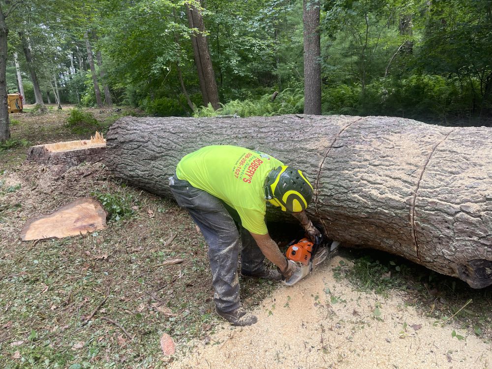 Tree Removal for Robery's Tree Service in West Wareham, MA