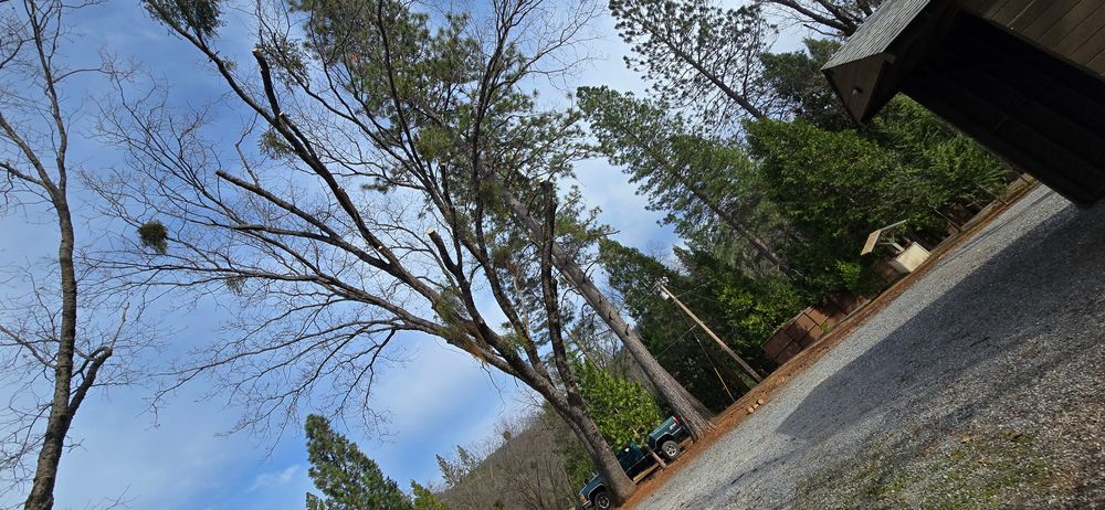 All Photos for George Staddan's Professional Tree Care in Placerville, CA