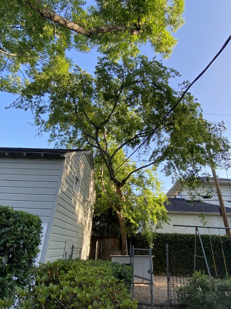 All Photos for Greenfield Tree Services in Manvel, TX