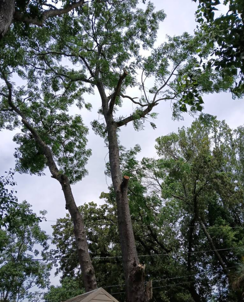 All Photos for Perfect Cut Lawn & Tree Care in Citrus Springs, FL