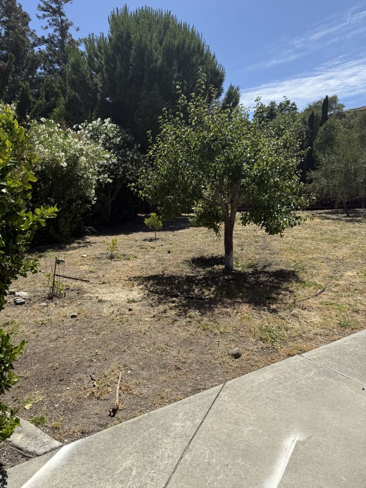 All Photos for CBA Landscaping in Hayward, CA