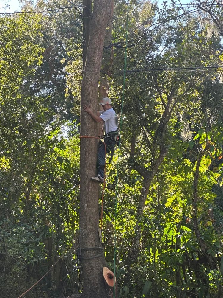 Tree Removal for Narrow Path Tree Service in Deland, FL