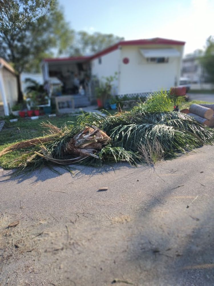 All Photos for Busy Beaver Stump Removal, Inc in Clearwater, FL