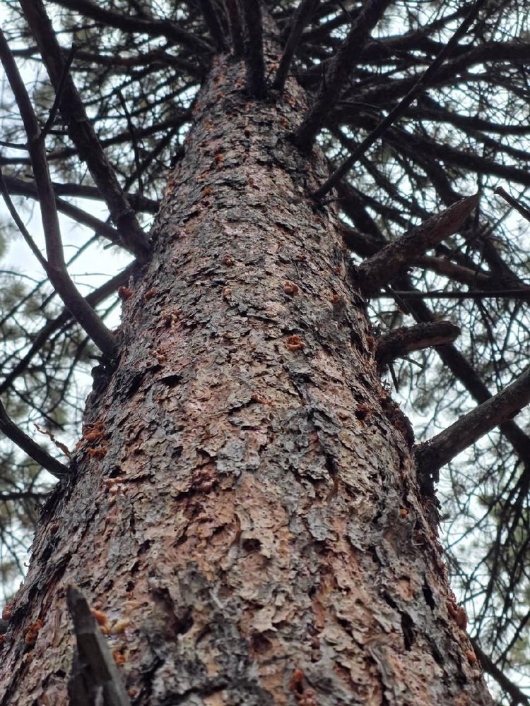 All Photos for Family Tree & Landscape in Aurora, CO