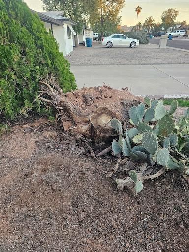 All Photos for T's Tree Service and Firewood in Apache Junction, AZ