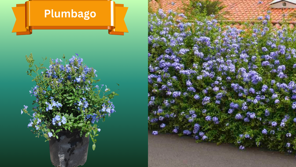 Plant Samples for R.B. & Company in Belleview, FL