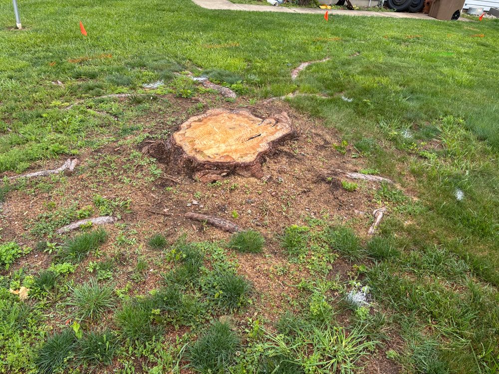 All Photos for Conrad's Stump Removal in Columbus, IN